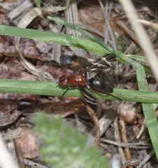 Tritoxa