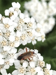 Adelphocoris rapidus