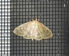 Crocidophora tuberculalis