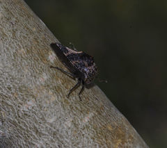 Telamonini