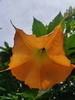 Golden Angel's Trumpet - Photo (c) zsrza, some rights reserved (CC BY-NC)