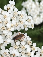 Adelphocoris rapidus
