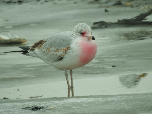 Ring-billed Gull photographed in Ohio