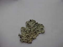Parmotrema gardneri