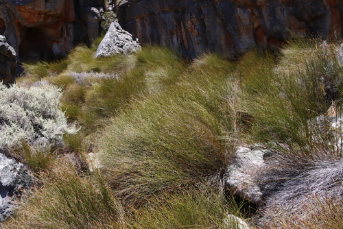 Gaudichaudi (Restio gaudichaudianus)