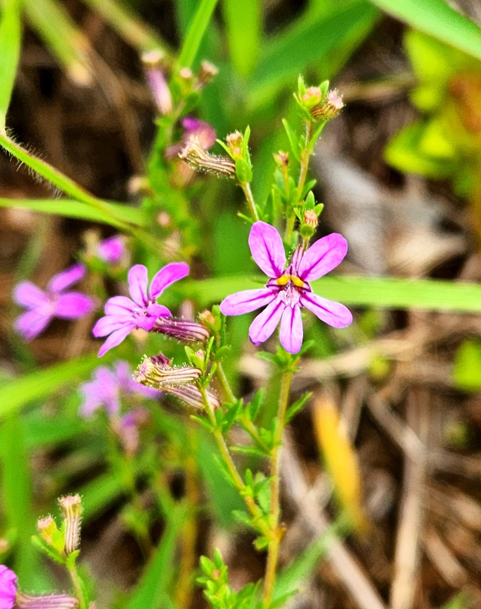 Cuphea thymoides