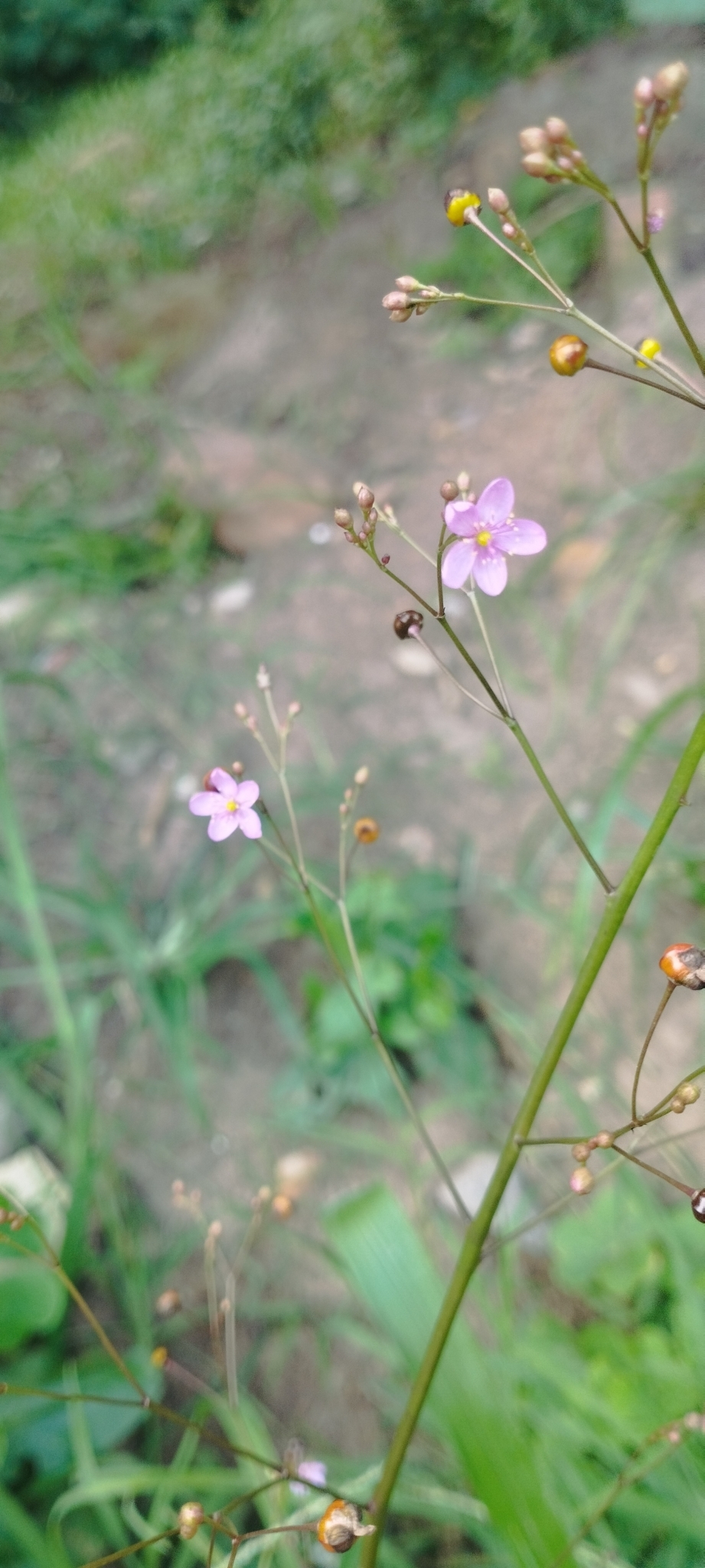 Talinum paniculatum