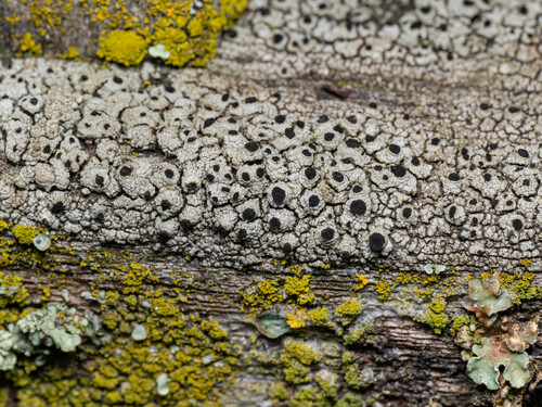 iNaturalist observation photo of Pseudothelomma