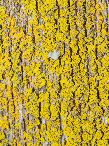 iNaturalist observation photo of Common Lichens