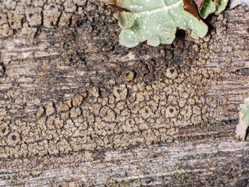 iNaturalist observation photo of Common Lichens