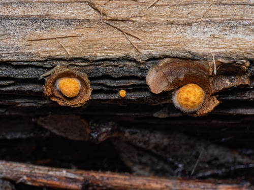 iNaturalist observation photo of bird's nest fungi
