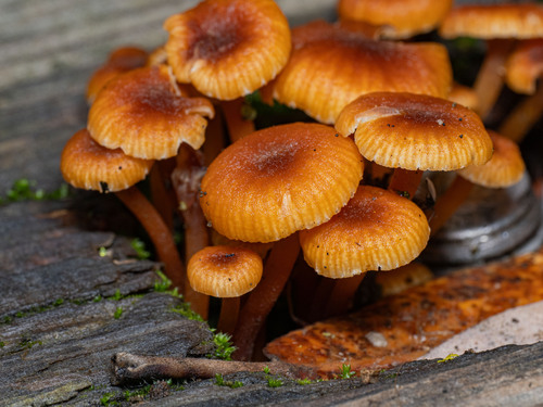iNaturalist observation photo of Xeromphalina