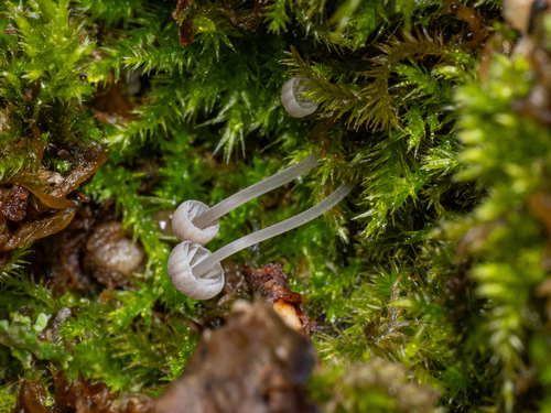 iNaturalist observation photo of Bonnets