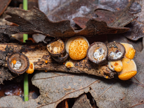 iNaturalist observation photo of common bird's nest fungus