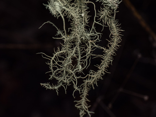 iNaturalist observation photo of beard lichens