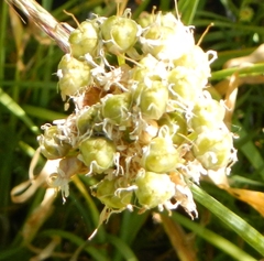 Allium validum