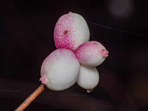 iNaturalist observation photo of Common Snowberry
