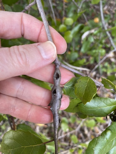 iNaturalist observation photo of Ruptured Twig Gall Wasp