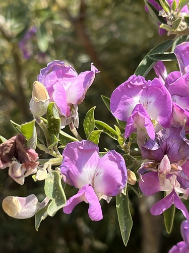 Langeberg Capesweetpea (Podalyria lanceolata)