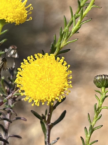 Chrysocoma valida, photograph 2