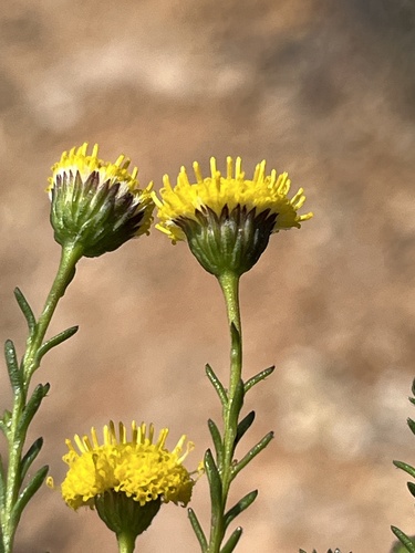 Chrysocoma valida, photograph 4