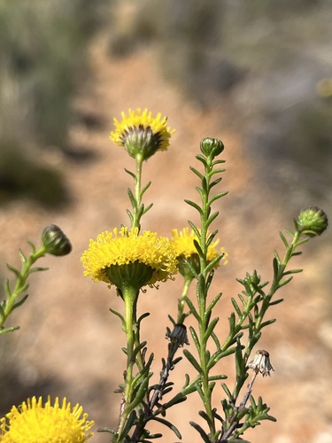 Chrysocoma valida, photograph 5