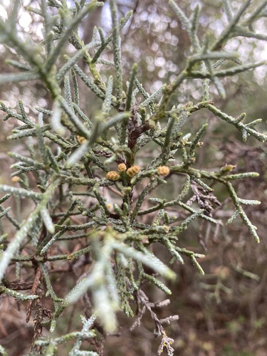 iNaturalist observation photo of Smooth Arizona cypress
