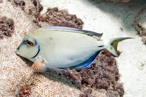 Photo of Atlantic blue tang (Acanthurus tractus)