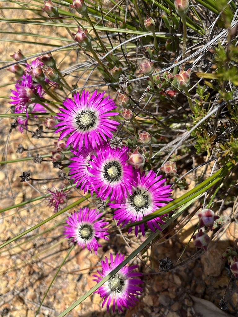 Drosanthemum bellum