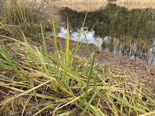 iNaturalist observation photo of monocots