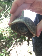 Kinosterninae