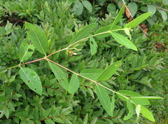 Apocynum cannabinum