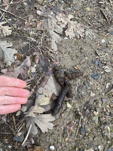 iNaturalist observation photo of Carnivorans