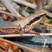 Pseudacris ocularis - Photo 由 G. L. Dearman 所上傳的 (c) G. L. Dearman，保留部份權利CC BY-NC
