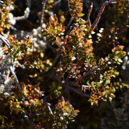 Image of Epacris alpina by no rights reserved