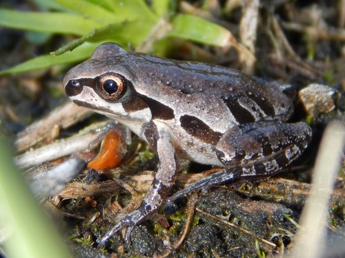 Ornate Chorus Frog