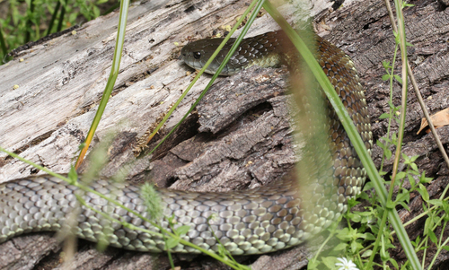 Tiger Snake sighting