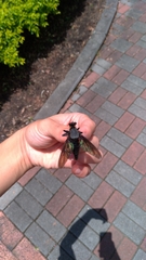 Microstylum oberthurii