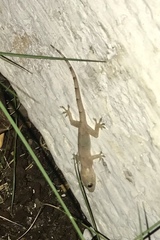 Hemidactylus mabouia