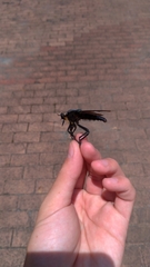 Microstylum oberthurii