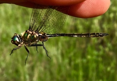 Somatochlora brevicincta