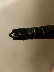 Somatochlora brevicincta