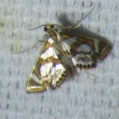 Chrysendeton medicinalis