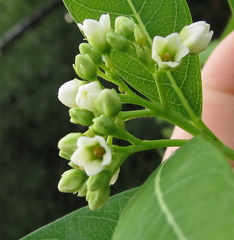 Apocynum cannabinum