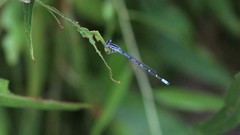 Enallagma praevarum