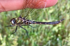 Somatochlora brevicincta