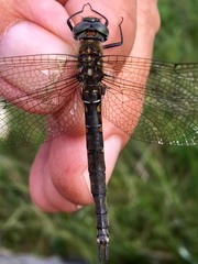 Somatochlora brevicincta
