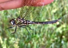 Somatochlora brevicincta