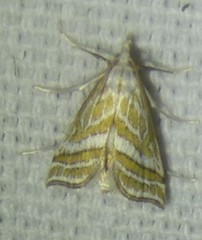 Leptosteges parthenialis