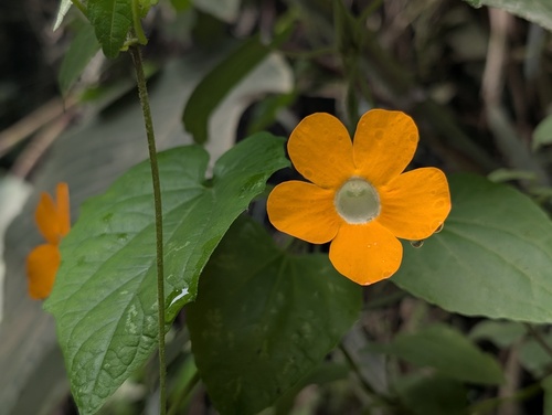 Thunbergia alata